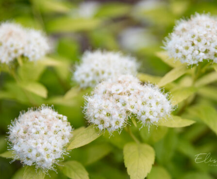 2831_9012_Spiraea_japonica_White_Gold.JPG