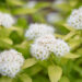2831_9012_Spiraea_japonica_White_Gold.JPG