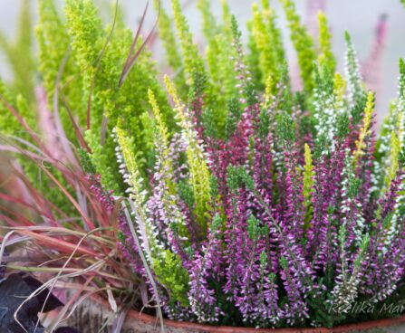 2833_7895_Calluna_High_Five.JPG