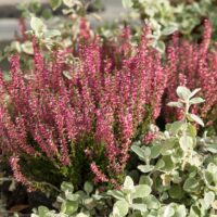 2837_6596_Calluna_Garden_Girl.JPG