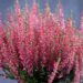 2837_9347_Calluna_Garden_Girl_kanarbik.jpg