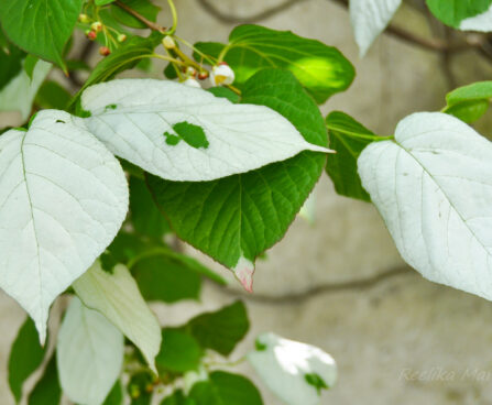 2844_6285_Actinidia_kolomikta_2.jpg