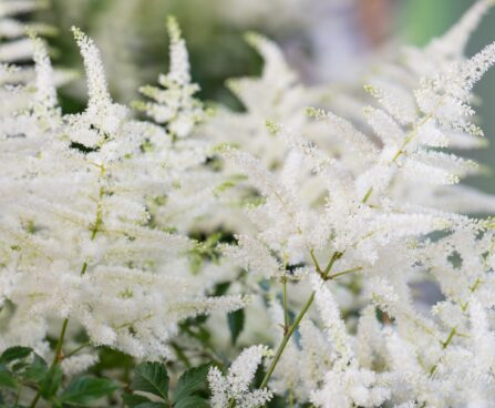 2849_8237_Astilbe_japonica_Washington_.JPG