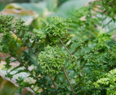 2853_7909_Dryopteris_filix-mas_Crispa_.JPG