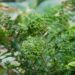 2853_7909_Dryopteris_filix-mas_Crispa_.JPG