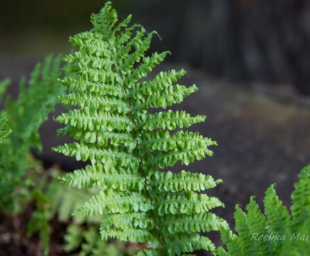2853_8445_Dryopteris_filix-mas_Crispa_.JPG