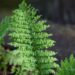 2853_8445_Dryopteris_filix-mas_Crispa_.JPG