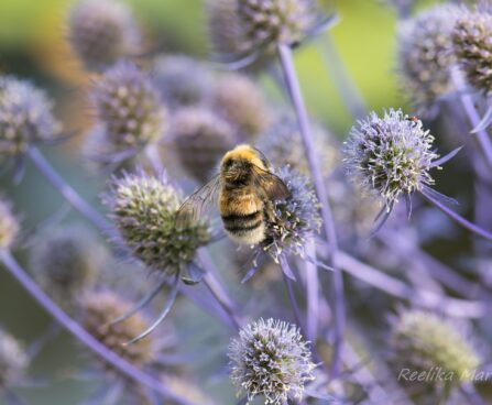 2855_6769_Eryngium_planum_Blauer_Zwerg.JPG