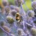 2855_6769_Eryngium_planum_Blauer_Zwerg.JPG