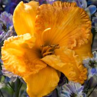 2870_6776_Hemerocallis_Rags_of_Riches.JPG