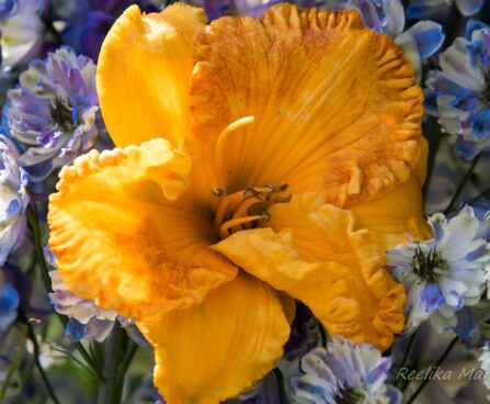 2870_6776_Hemerocallis_Rags_of_Riches.JPG