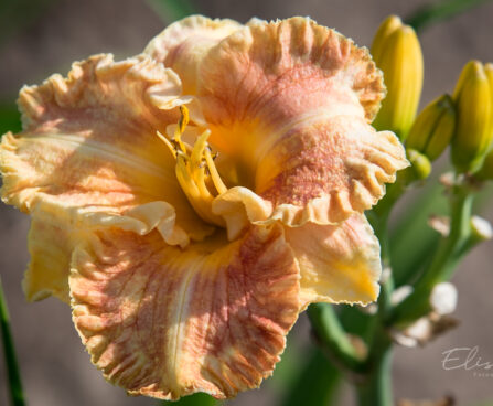 2870_9081_Hemerocallis_Rags_of_Riches.JPG