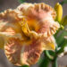 2870_9081_Hemerocallis_Rags_of_Riches.JPG