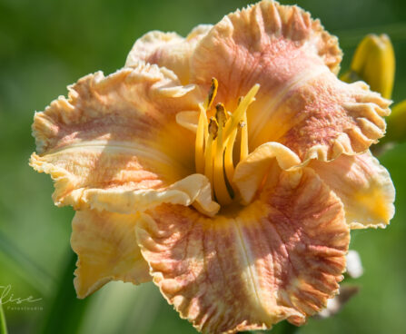 2870_9083_Hemerocallis_Rags_of_Riches_2.JPG