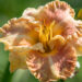 2870_9083_Hemerocallis_Rags_of_Riches_2.JPG