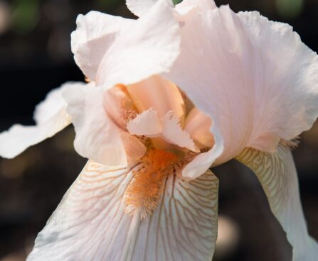 2878_7555_Iris_germanica_Apricot_Silk.JPG