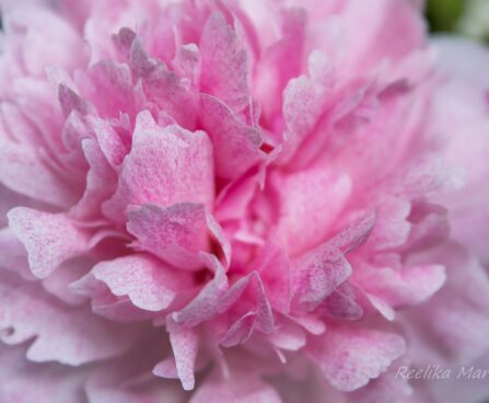 2892_7543_Paeonia_lactiflora_The_Fawn.JPG