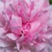 2892_7543_Paeonia_lactiflora_The_Fawn.JPG