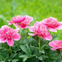 2894_10275_Paeonia_officinalis_Anemoniflora_pojeng.jpg