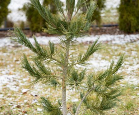 192_7037_Pinus_cembra_4.JPG