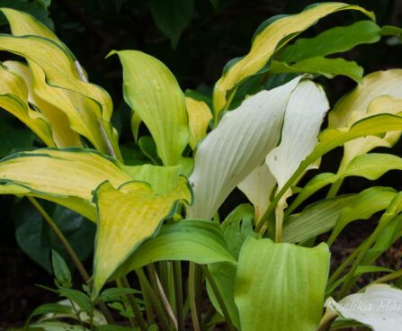 2909_7934_Hosta_Pineapple_Uppsidedown_Cake_2.JPG