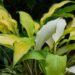 2909_7934_Hosta_Pineapple_Uppsidedown_Cake_2.JPG