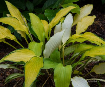 2909_7935_Hosta_Pineapple_Uppsidedown_Cake.JPG