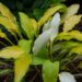 2909_7935_Hosta_Pineapple_Uppsidedown_Cake.JPG