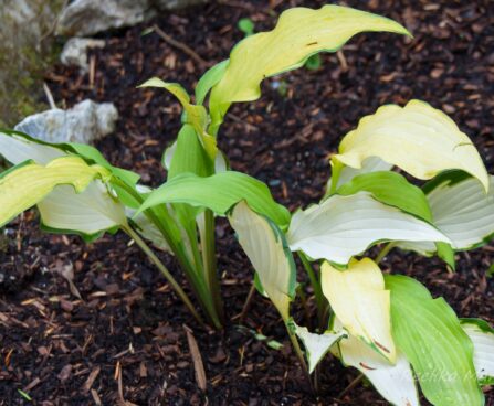 2909_7936_Hosta_Pineapple_Uppsidedown_Cake_3.JPG