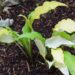 2909_7936_Hosta_Pineapple_Uppsidedown_Cake_3.JPG