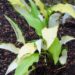 2909_7937_Hosta_Pineapple_Uppsidedown_Cake_4.JPG