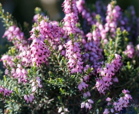 2930_8165_Erica_carnea__2.JPG