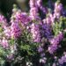 2930_8165_Erica_carnea__2.JPG