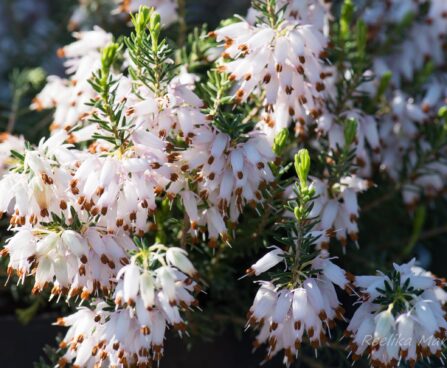 2930_8166_Erica_carnea__3.JPG