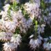 2930_8166_Erica_carnea__3.JPG