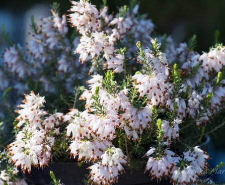 2930_8167_Erica_carnea__4.JPG