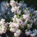 2930_8167_Erica_carnea__4.JPG