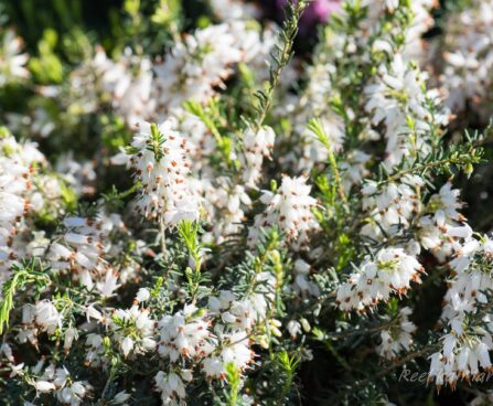 2930_8168_Erica_carnea__5.JPG