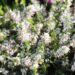2930_8168_Erica_carnea__5.JPG