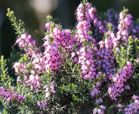 2930_8200_Erica_carnea_.JPG