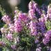 2930_8200_Erica_carnea_.JPG
