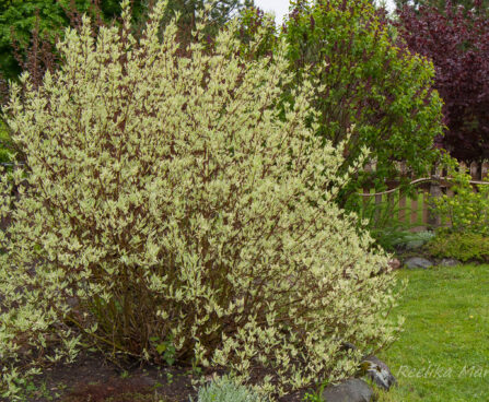 2935_7997_Cornus_alba.JPG
