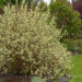 2935_7997_Cornus_alba.JPG