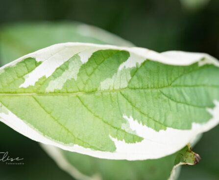 2935_9593_Cornus_alba_Elegantissima_siberi_kontpuu_2.jpg