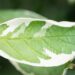 2935_9593_Cornus_alba_Elegantissima_siberi_kontpuu_2.jpg
