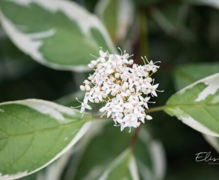 2935_9594_Cornus_alba_Elegantissima_siberi_kontpuu_3.jpg