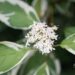 2935_9594_Cornus_alba_Elegantissima_siberi_kontpuu_3.jpg