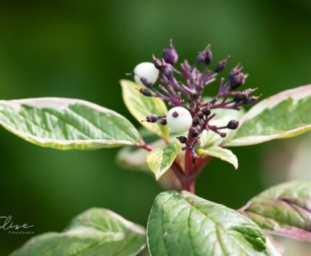 2935_9595_Cornus_alba_Elegantissima_siberi_kontpuu_4.jpg