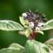 2935_9595_Cornus_alba_Elegantissima_siberi_kontpuu_4.jpg