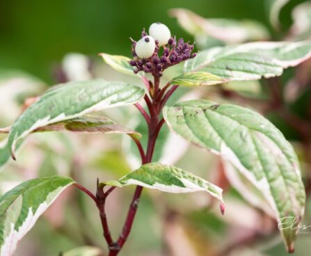 2935_9596_Cornus_alba_Elegantissima_siberi_kontpuu.jpg